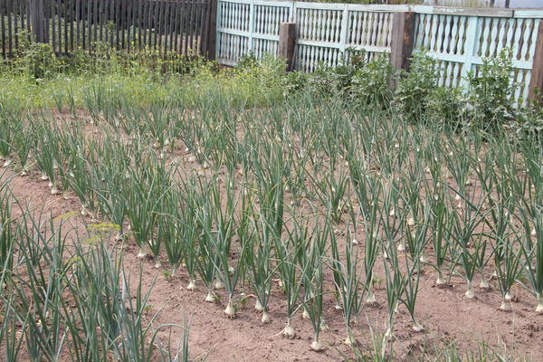 Лук эксибишн