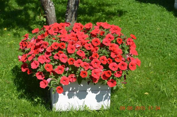 Opera Suprim Red