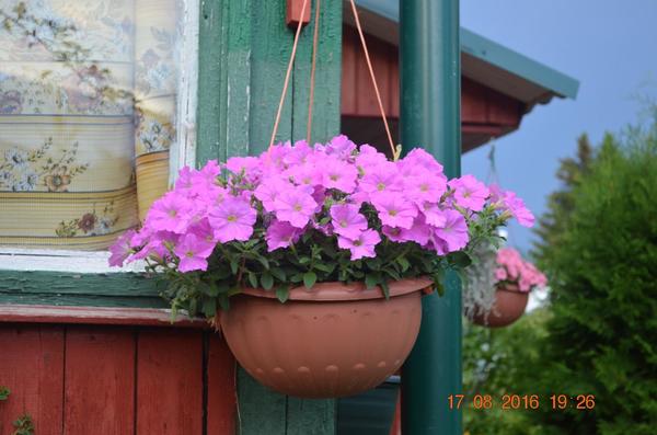 Ramblin Lavender