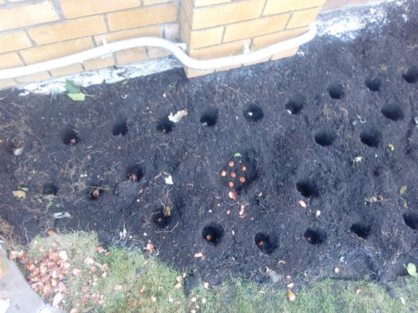 История о том, как я посадила 750(!) тюльпанов