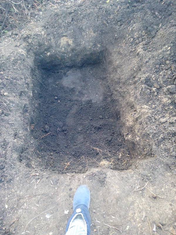 Зато туда отлично вошла вся ботва. Теперь решаю, что именно на ней посадить, баклажаны или кабачки...