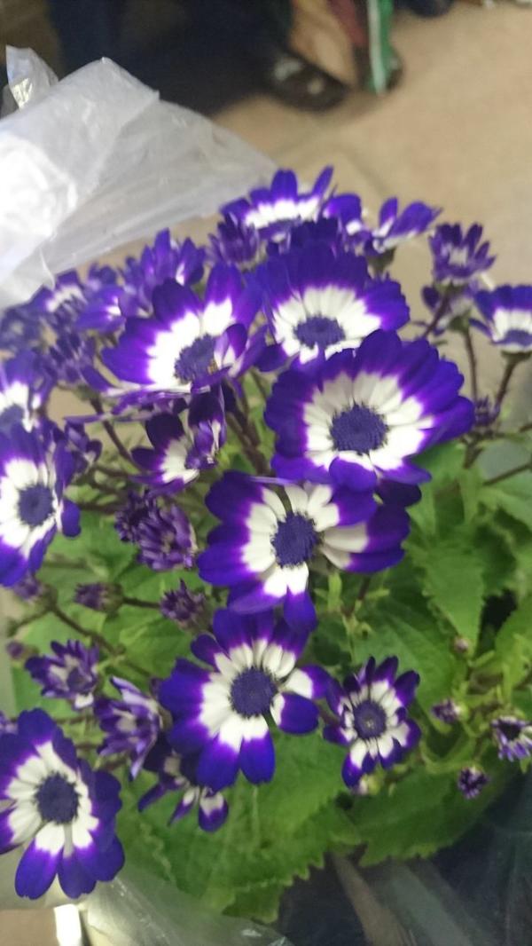 Как называется?