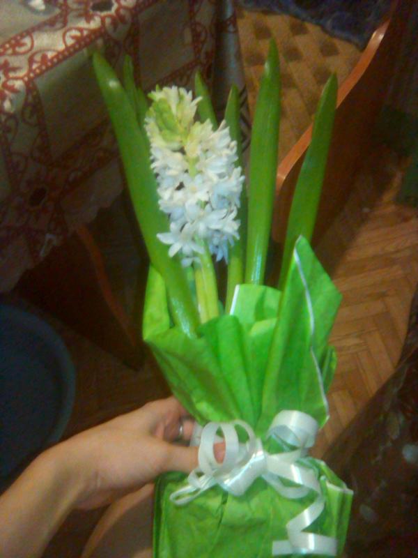 Как называется этот цветок?