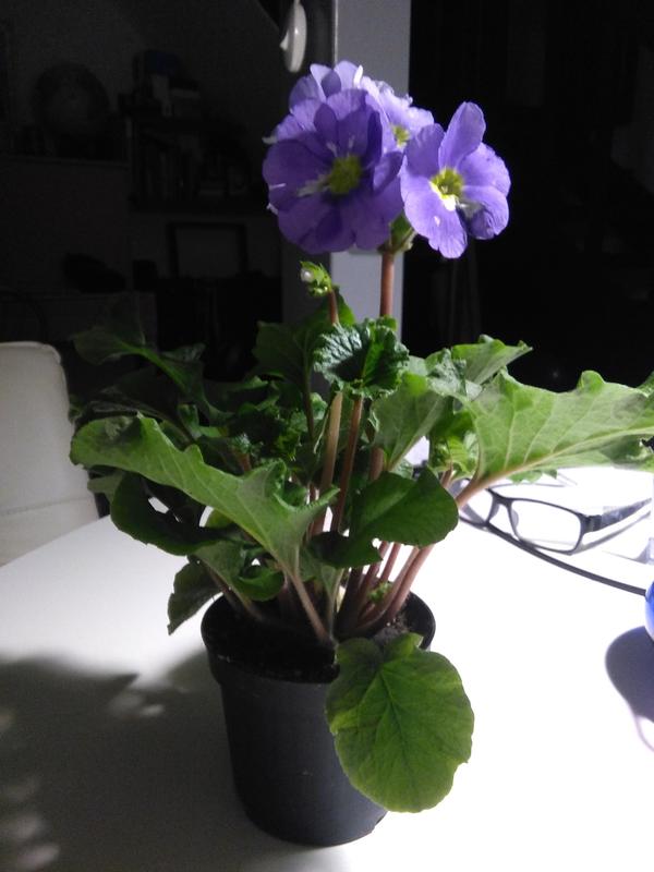 А такой он сбоку.