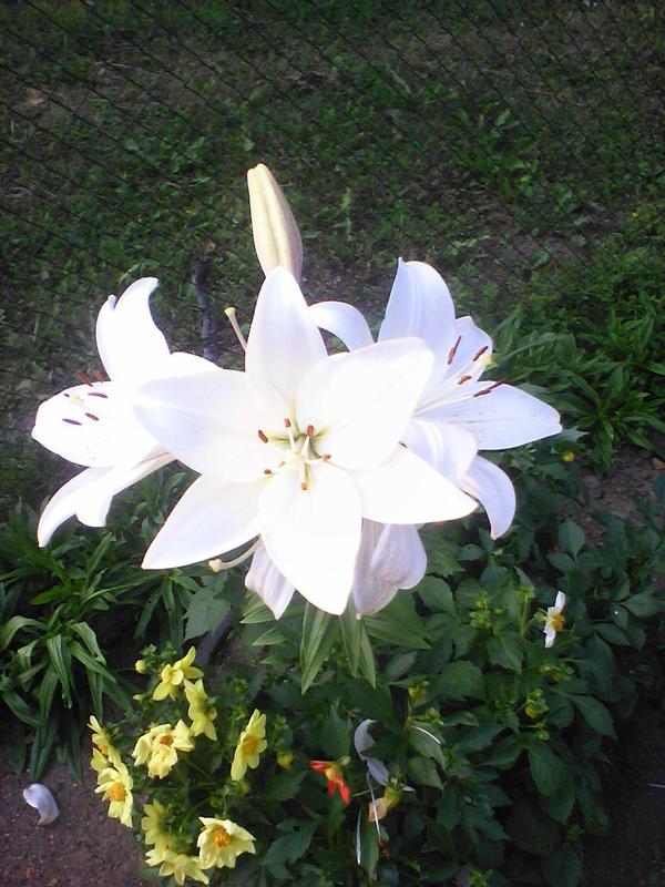 лилии и однолетние низкорослые георгины