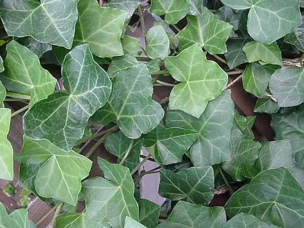 Hedera helix