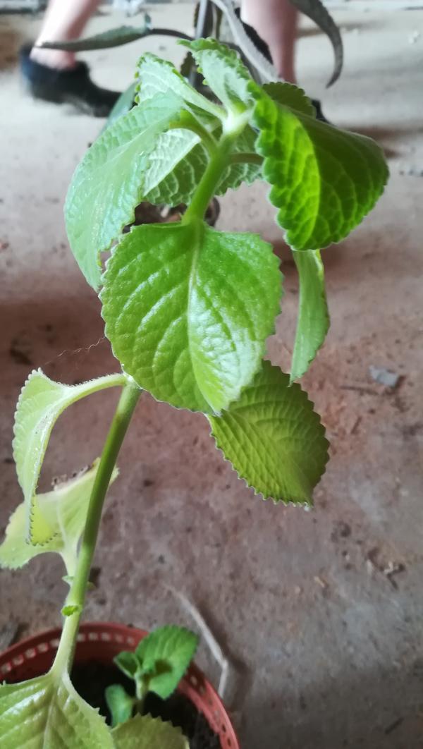 Подскажите что за цветок имеет сильный запах