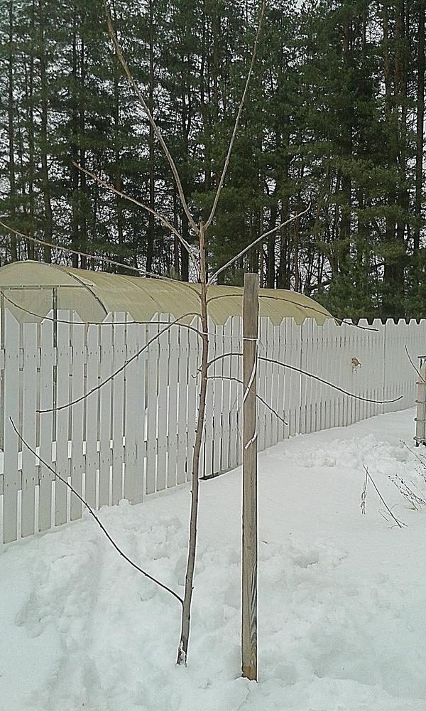 В полный рост