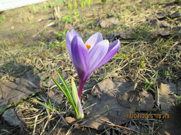 Крокус