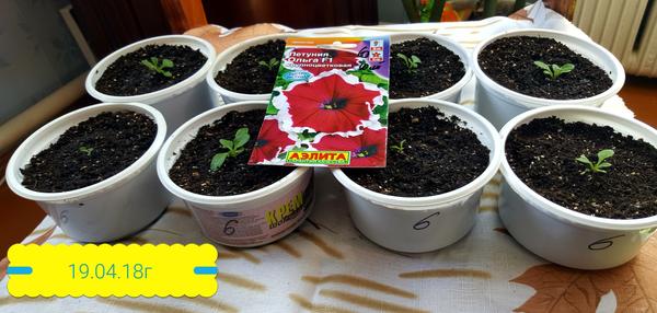 пикированная петуния