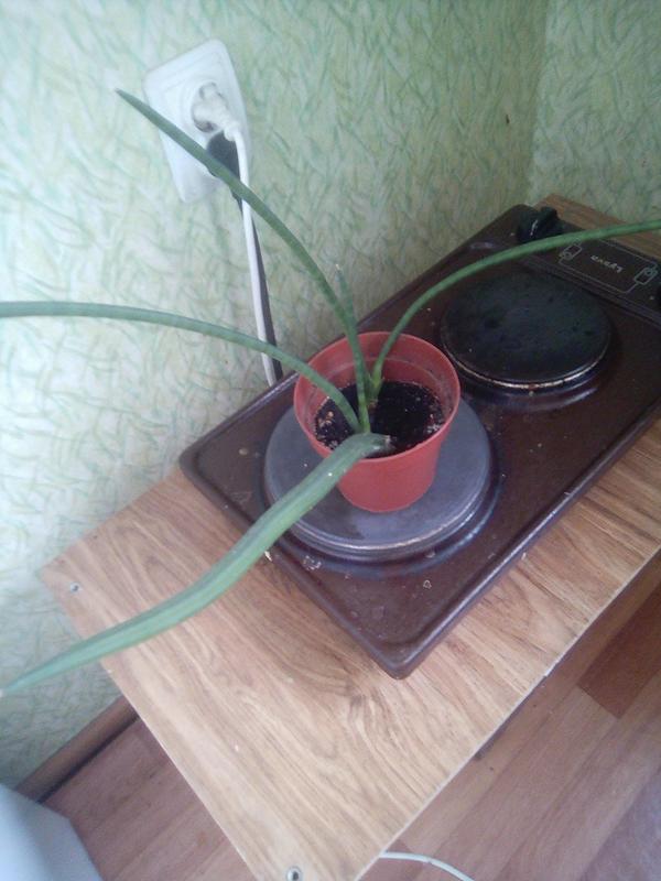 Как за ним ухаживать?