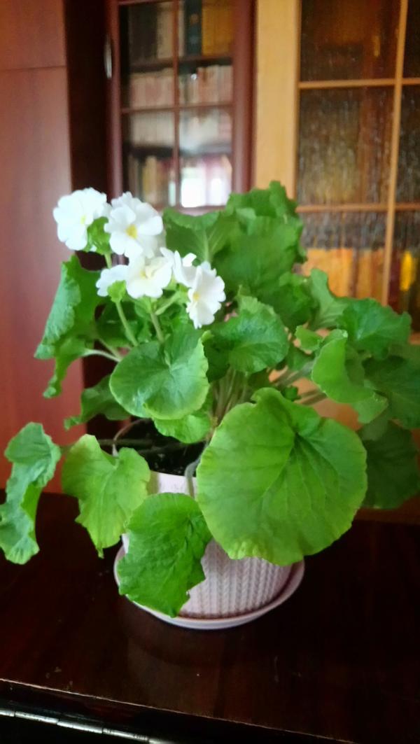 Добрый день! Подскажите, пожалуйста, что это за цветок