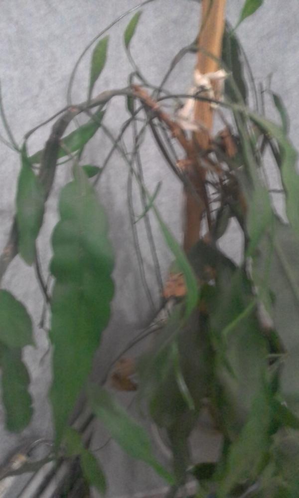 Подскажите пожалуйста название цветка