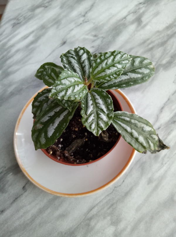 Подскажите пожалуйста название этого растения. Буду очень благодарна