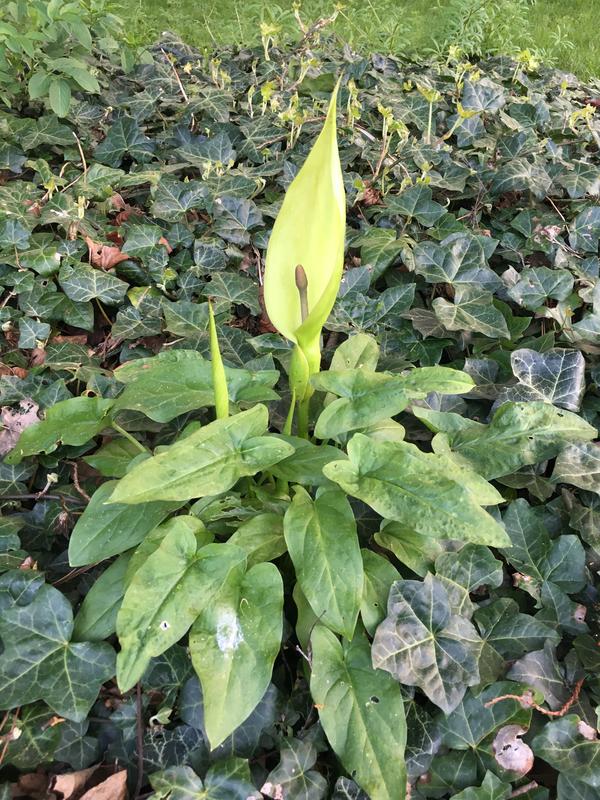 Подскажите название цветка. Он дикий, потому что иногда встречаю его и в лесу.