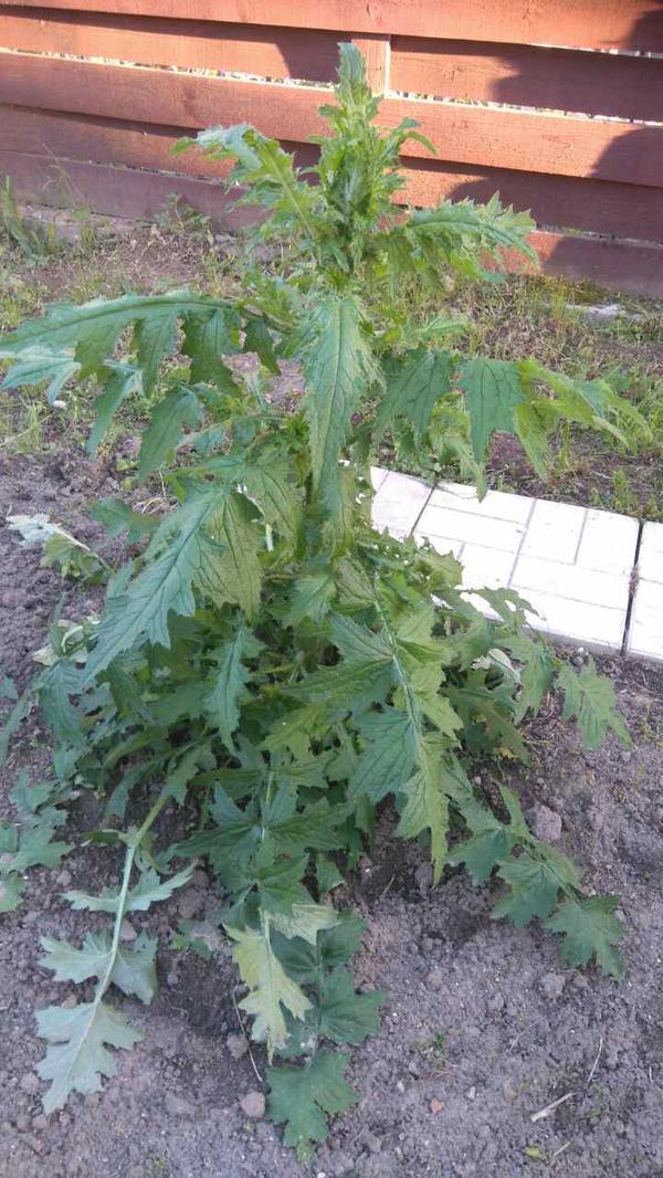 Какое растение?