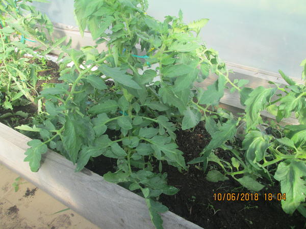 Лирика забушевала,жирует, ствол толстый, цветоносы короткие. Что делать?