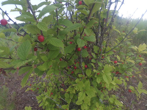 Какой кустарник сбрасывает листья на зиму. Барбарис краснолистный. Подмосковные кустарники с красными ягодами. Ягодный кустарник не роняющий на зиму листья. Барбарис обыкновенный berberis vulgaris.