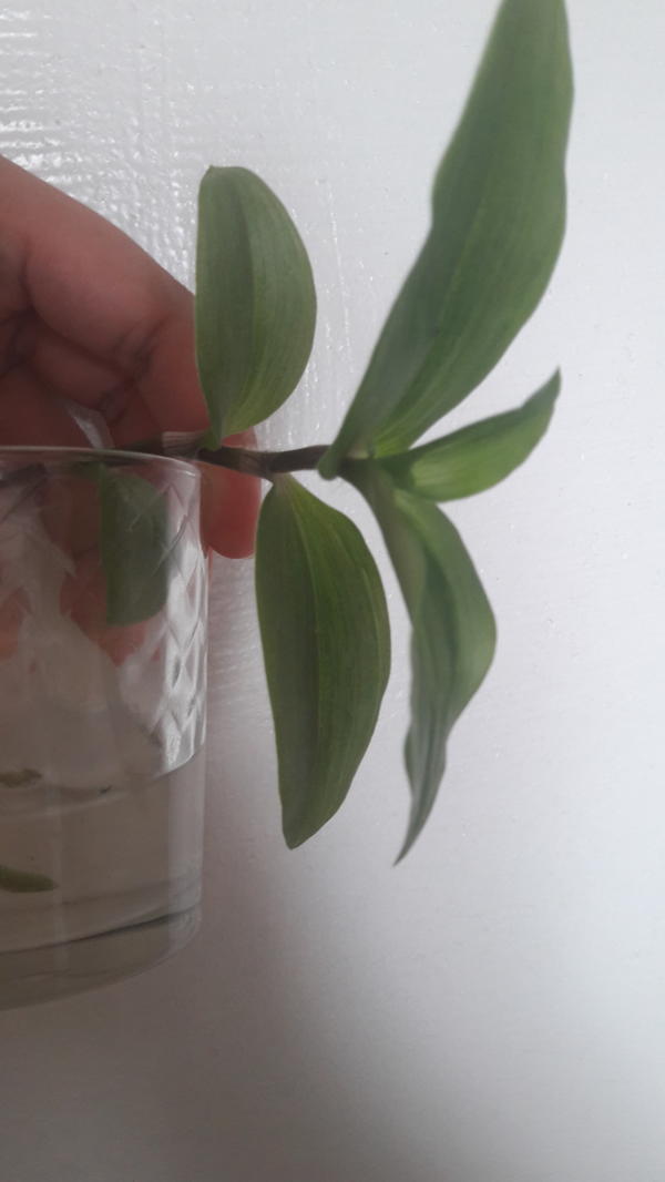 Добрый день! Планирую посадить цветочки, название не знаю. Про это цветок мне сказали что можно даже укоренения не дожидаться он сразу в земле примется. Это права, или лучше ожидать?