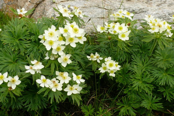 Как называются эти цветы, на горах Урала? Гора г Зюраткуль, невысокая, но холоднее чем под горой.