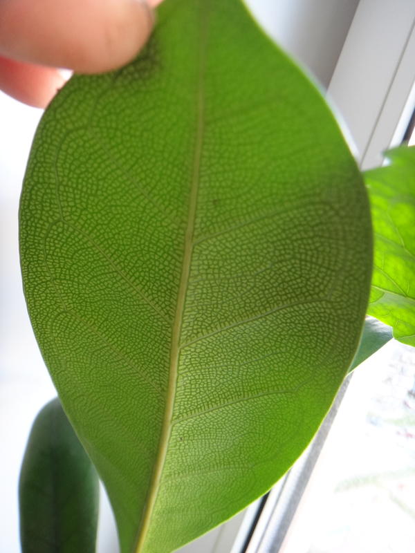 обратная сторона листа