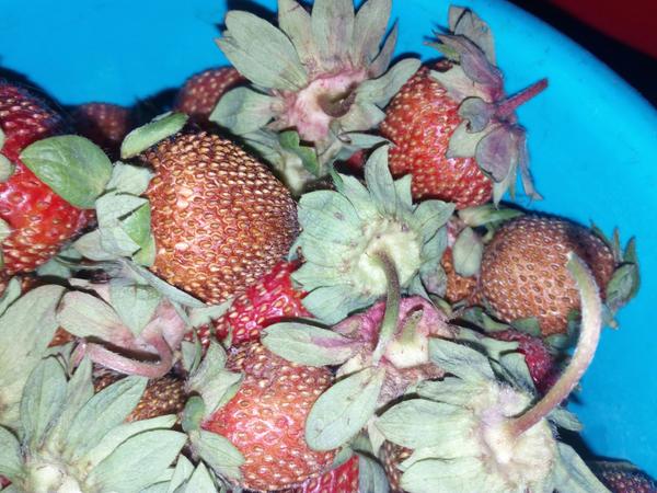 Почему засыхают ягоды на клубнике? - ответы экспертов 7dach.ru