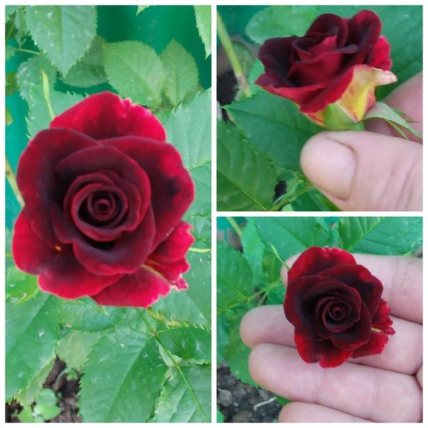 Помогите определить сорт плетнистой розы