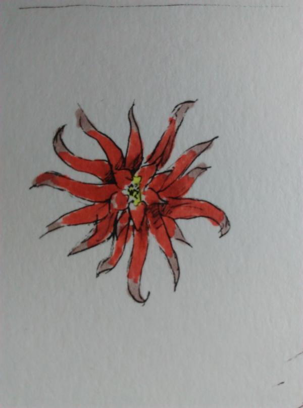 Неопознанный красный цветок