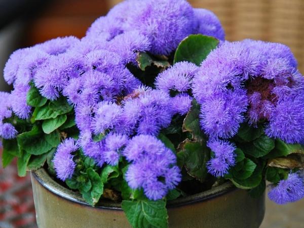 http://proklumbu.com/otkrutui-grunt/odnioletniki/ageratum.html