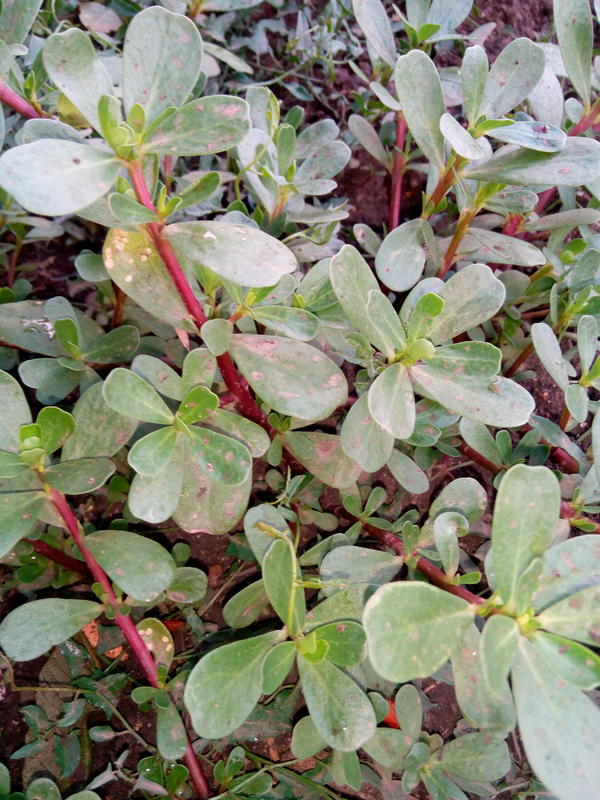 Amaranthus retroflexus - Image of an specimen - Plantarium