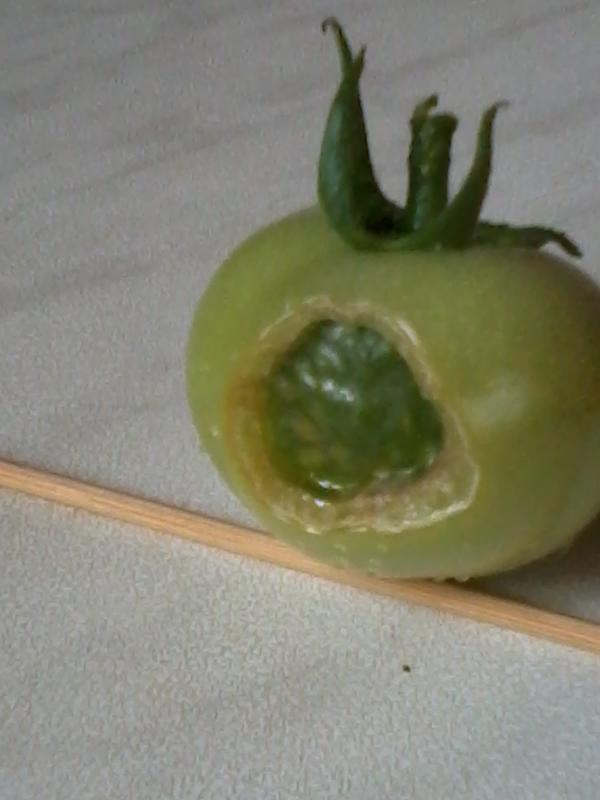 Зелёный томат