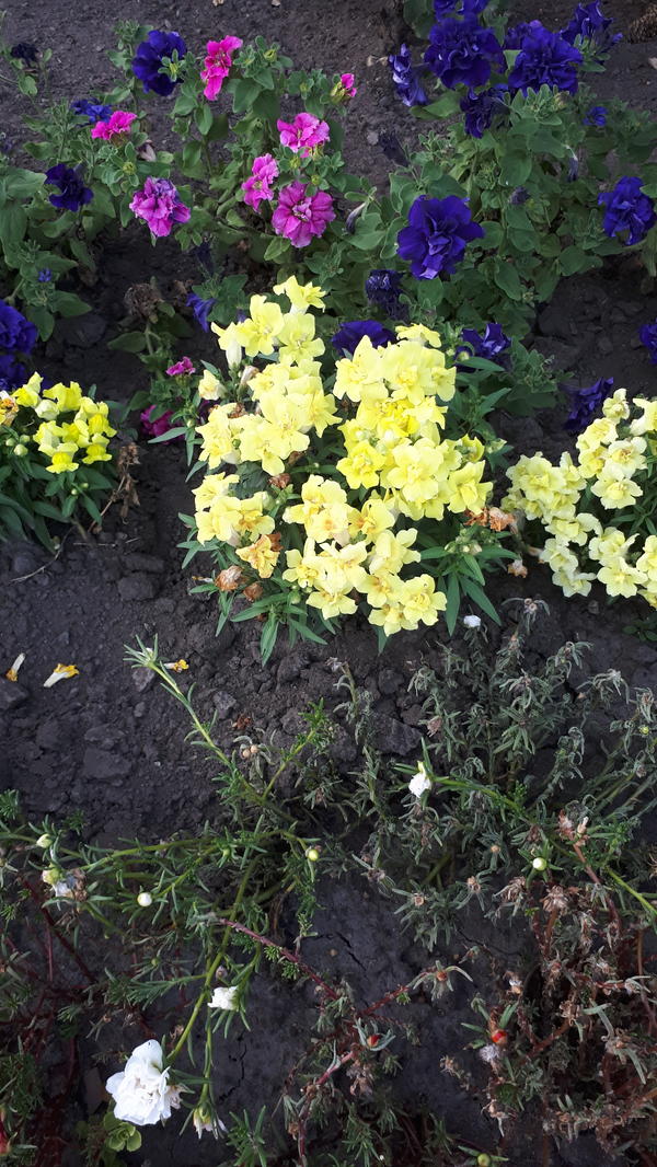 портулак, настурция , бархатцы. петуния львиный зев. львиный зев лампион. львиный зев цветок. супертуния пикассо.