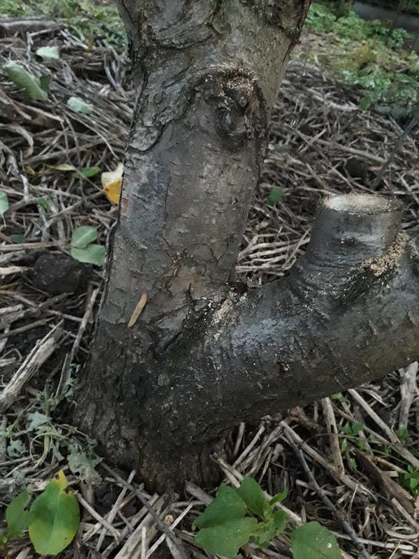 Груша