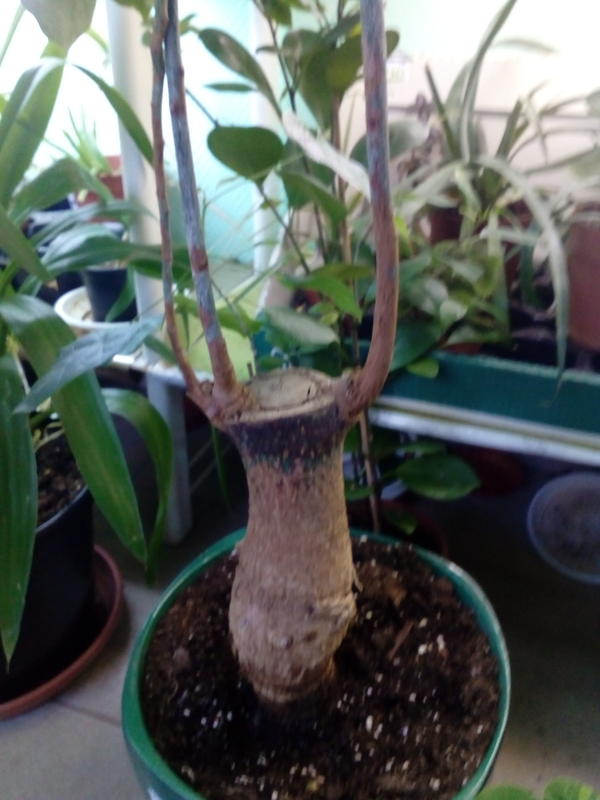 Растет давно,не цветет