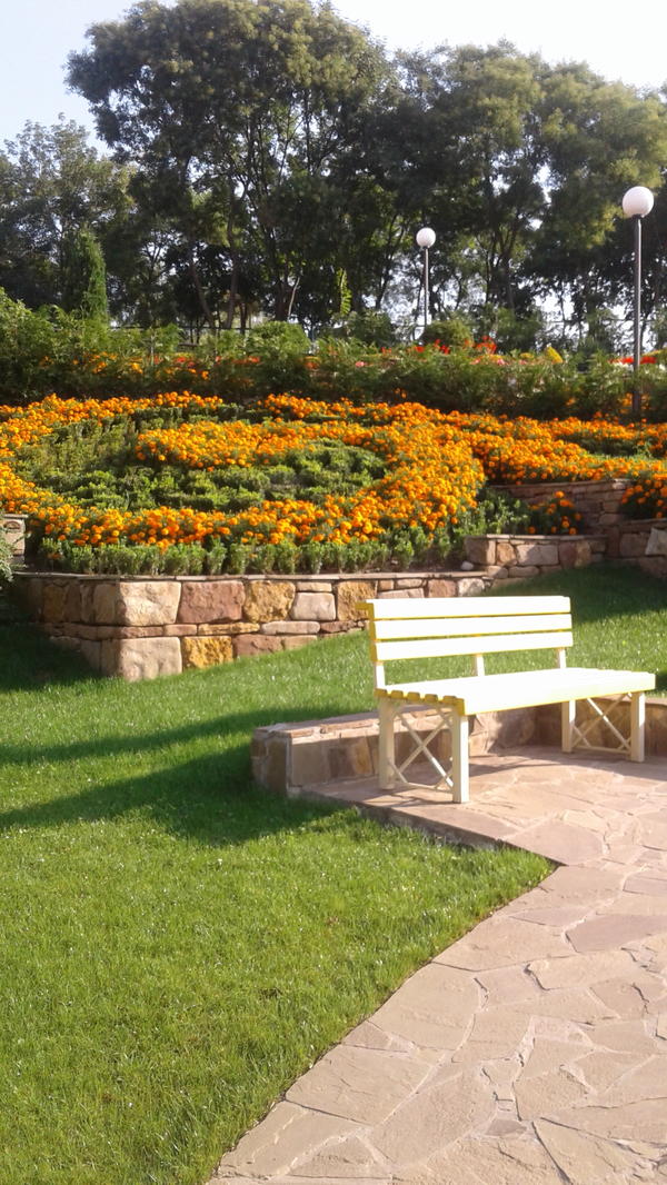 здесь тоже много бархатцев.