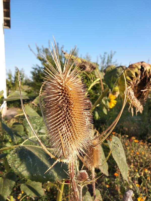 На улице вырос до 2-х метров. Цветет сиреневым, очень красиво.