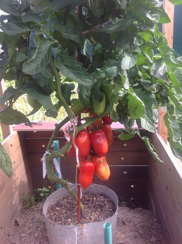 Куст близко