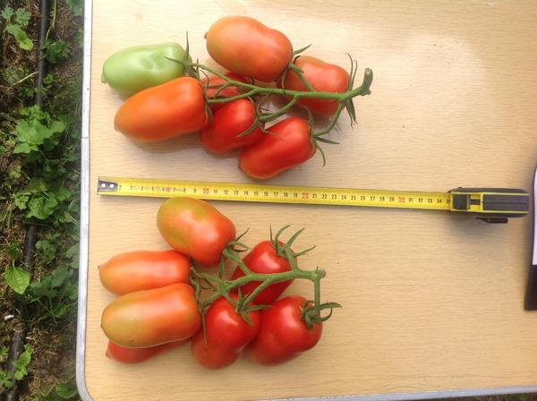 Плоды сняты