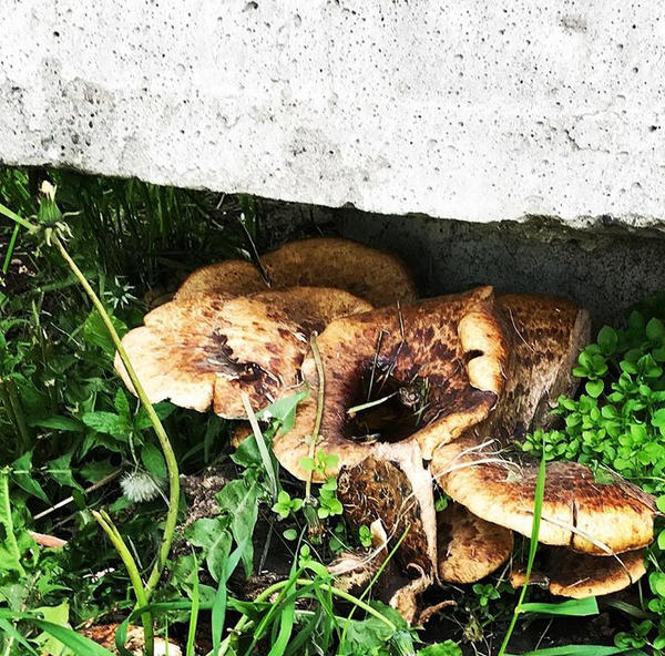 Городские грибы