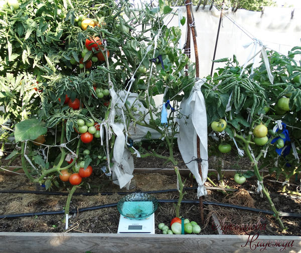 Вид куста после полного сбора томатов 07.09.18г