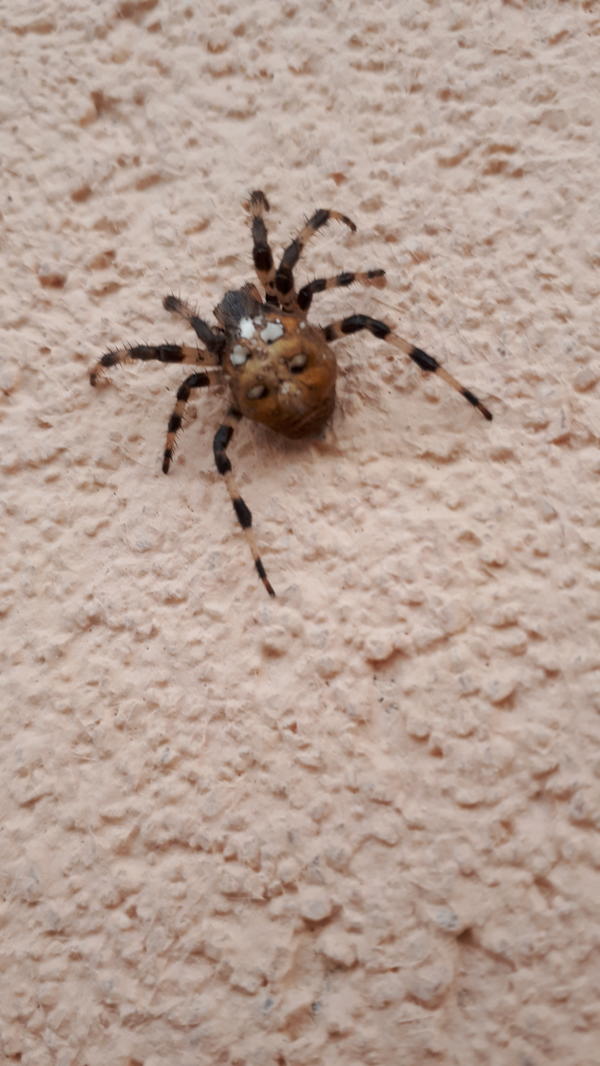 Что это за паук? Живем в Татарстане. Тело размером с горошину.