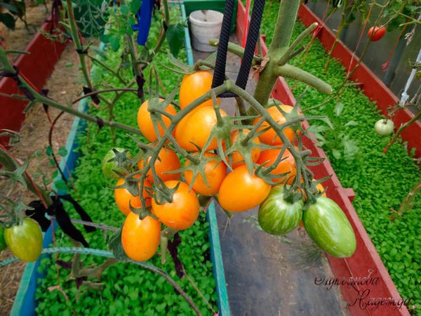 Конкурсная кисть