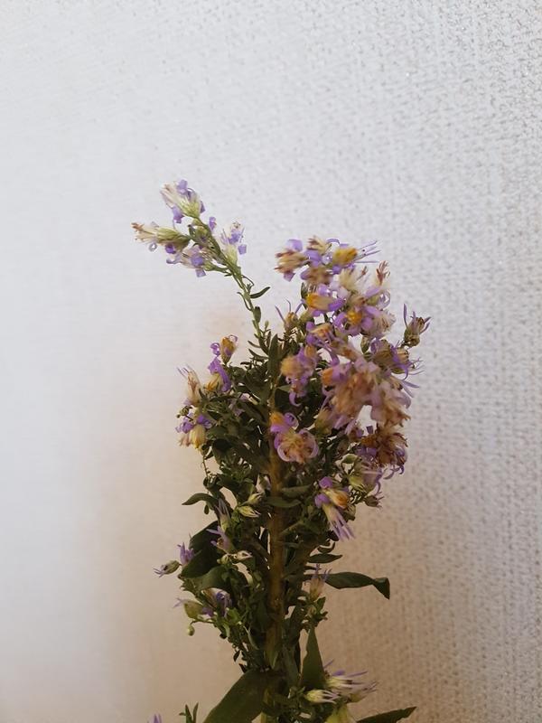 Полевой цветок найден в сентябре в горах.г.Новороссийск