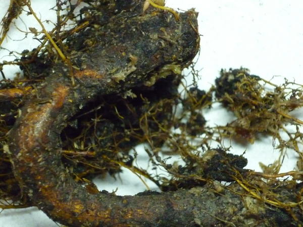 Корень -гкючёк , как ручка у зонта .