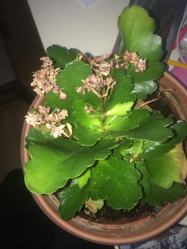 Как называется? Не знаю как за ним ухаживать, кажется болеет