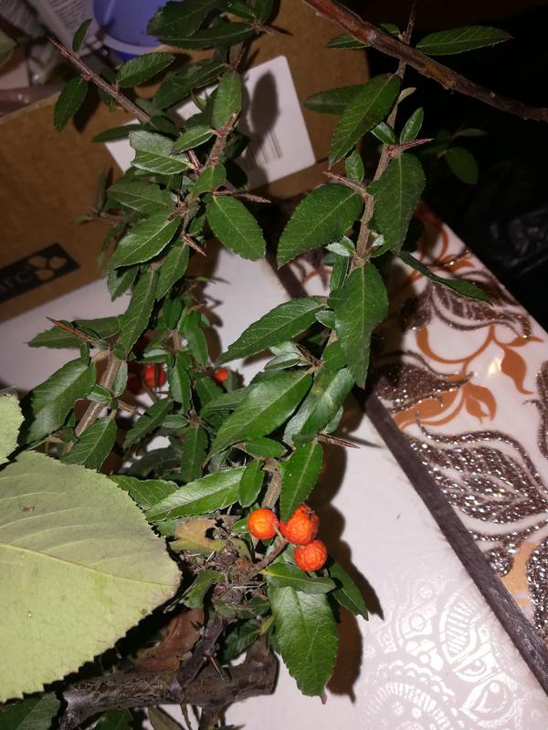 Вот такая ветка