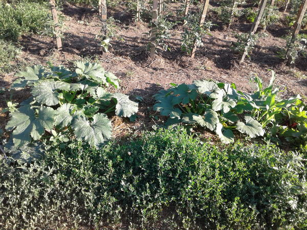 Левый куст с крупными листьями получил бокаши !