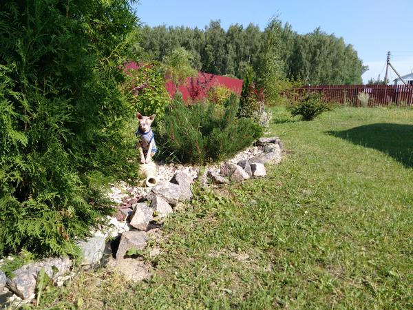 мой любимец, очень любит камни, на них ему тепло