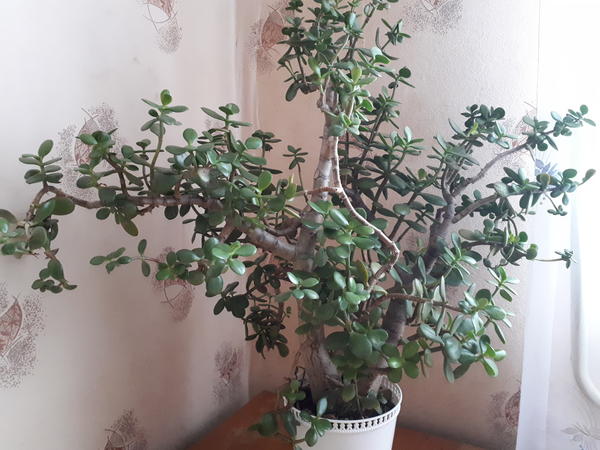 Мою толстянку пришлось убрать с подоконника. Там теперь рассада поселилась. Надеюсь, на здоровье деревца перемена места не скажется.