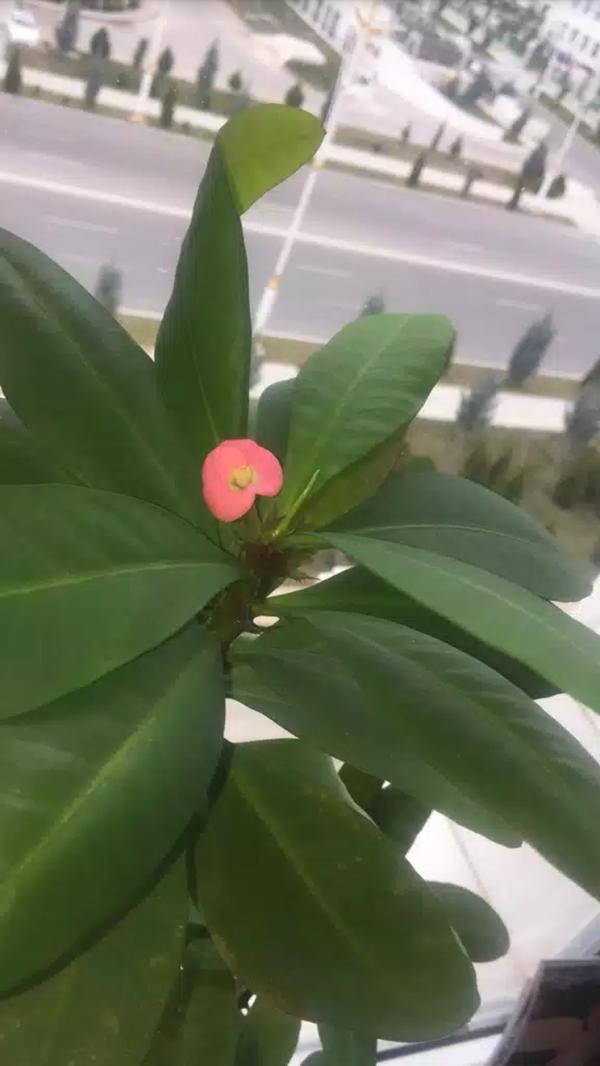 Найти названия цветка по фото с телефона. Телефон цветы название. Растение по фото. Как называется это растение по фото. Не знаю как называется цветок.